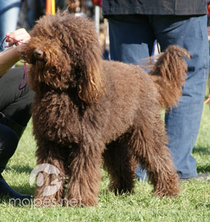 barbet