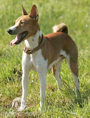 Basenji