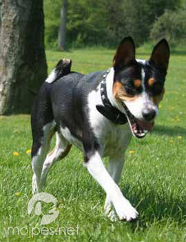 Basenji