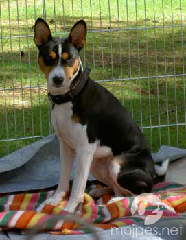 Basenji