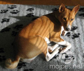 Basenji