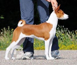 Basenji