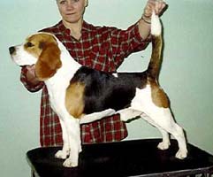 Beagle Skansehoj's Johan