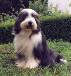 Bradati škotski ovčar - Bearded Collie Ch Moetica Starry Starry Night 