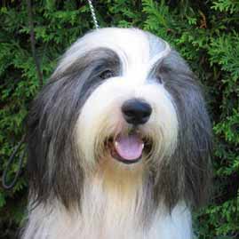 Bradati škotski ovčar - Bearded Collie Alistair's X-Press Yourself