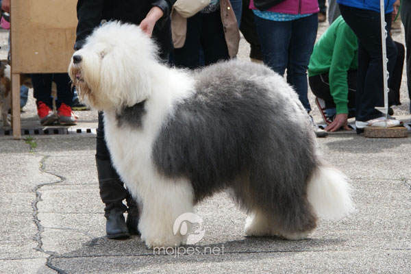 Staroangleški ovčar - bobtail