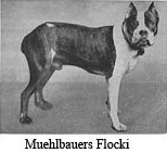 Muhlbauer's Flocki