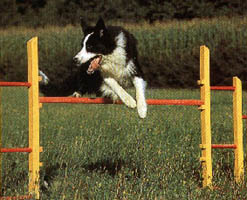 Border Collie Mawlch's Auldshep