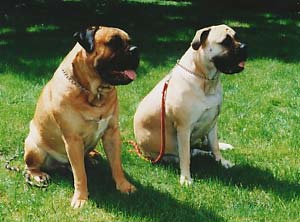 Bullmastiff