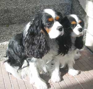 Cavalier King Charles Spaniel