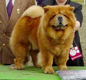 Chow Chow