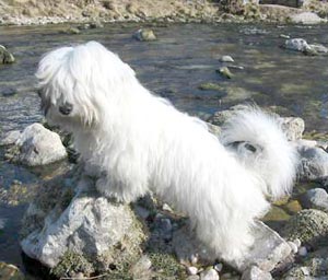 Coton de Tulear Gipsy Queen