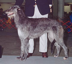 Deerhound