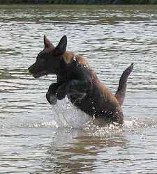 Avstralska kelpie Chuna