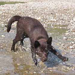 Avstralska kelpie Chuna