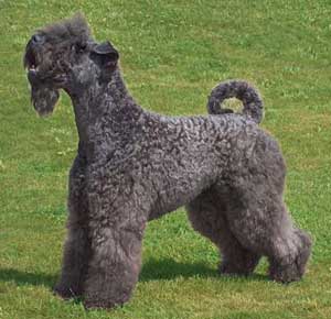 Kerry Blue Terrier Ch Biorkezund Jasmine Twig