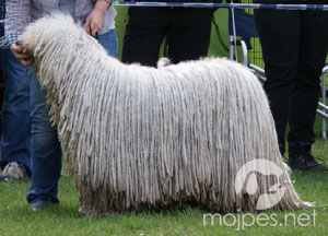 komondor