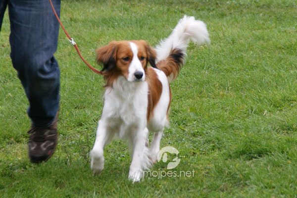 Kooikerhondje