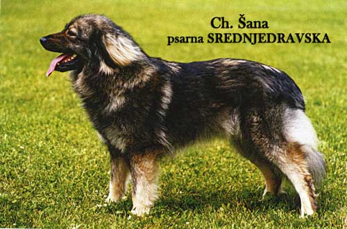 Šana