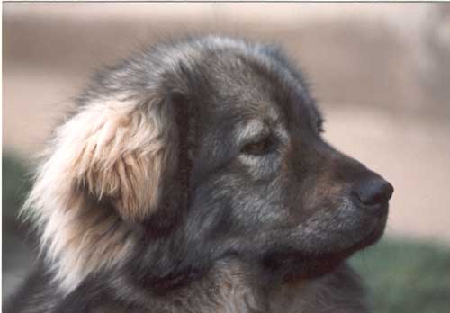 Šana
