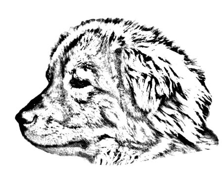 Šana