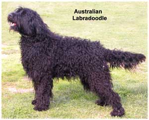 Avstralski labradoodle