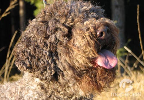 Lagotto romagnolo