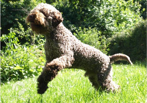 Lagotto romagnolo