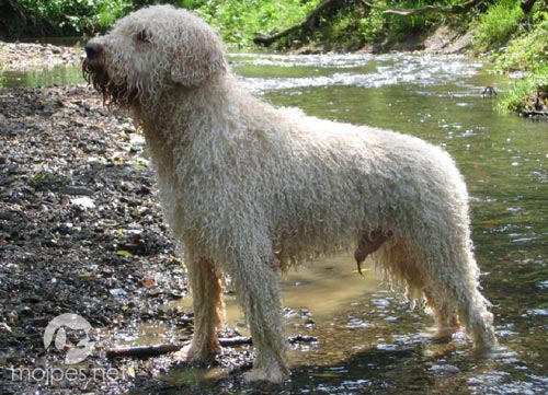 Lagotto romagnolo