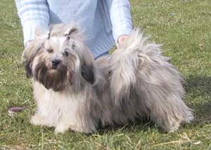 Lhasa apso Tenzin Gyats