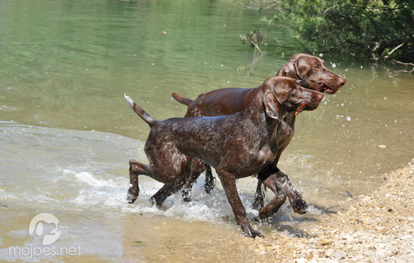 nemški kratkodlaki ptičar