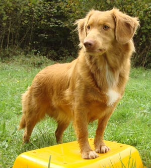 Nova Scotia Duck Tolling Retriever