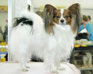 Papillon - metuljček Ch. Lady Lovelylocks v.d. Sch