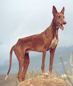 Podenco Canario