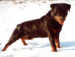 Rottweiler Raiko del Guado