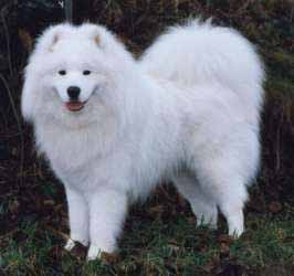 Samojed Mylegend Rasputin