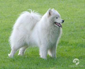 samojed