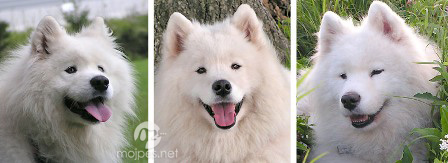 samojed