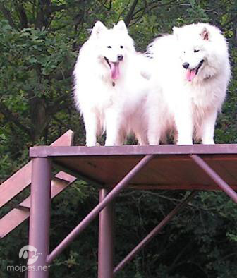 samojed