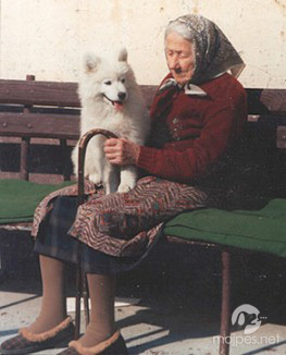 samojed