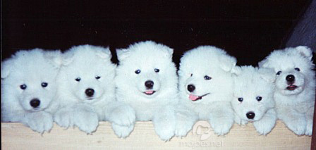 samojed