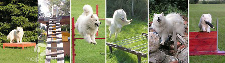 samojed