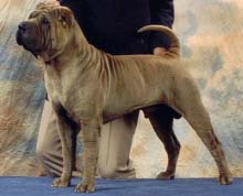 Shar Pei Buzz jr. Golding