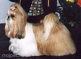 Shih-tzu Tangse Cornflower