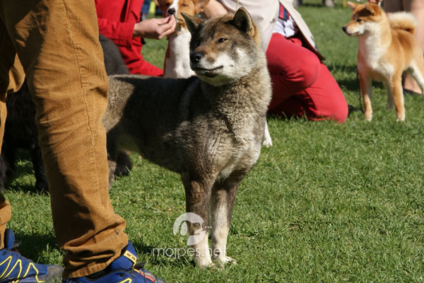 šikoku