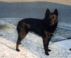 Schipperke Beira