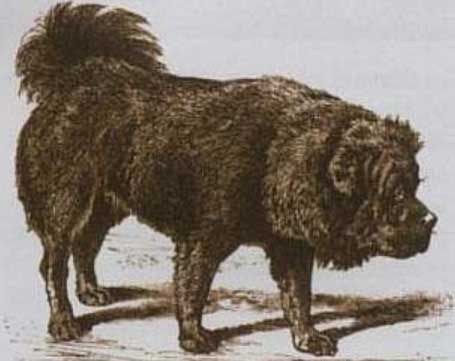 tibetanski mastif