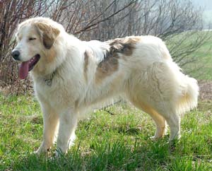 Bosansko hercegovsko hrvaški pastirski pes tornjak Žanka