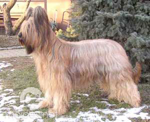 Briard Desire Bohemia Elite