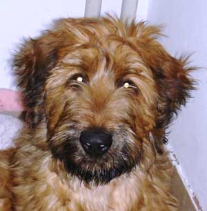 Briard Ozzy Pirate Moravia Campanella